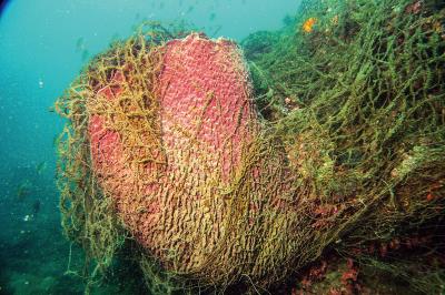 被隨意丟棄的流刺漁網纏繞在桶狀海綿上，影響海底生態。 
