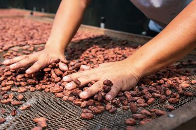 從可可到巧克力，必須經歷多道步驟，圖為在太陽底下乾燥的可可豆，曬到水份僅6%，可以入倉長期貯存。 