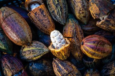 形若木瓜的可可果，籽實大、果肉少，沒有直接食用的價值，馬雅人取其作飲品，開啟了巧克力的奇幻旅程。(林旻萱攝)