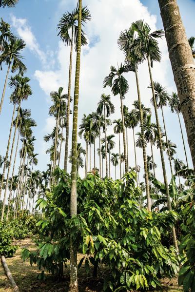 檳榔樹與可可樹交雜生長， 是屏東產地的特殊景觀。