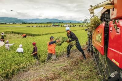 池上秋收稻穗藝術節前，農民一起收割舞台區的稻米，其餘待藝術節結束再收割。（台灣好基金會提供，羅正傑攝）