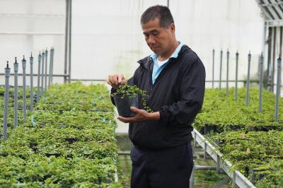 苗栗農改場的愛玉子幼苗種原庫,蒐羅了來自全省山林、田野115種愛玉子苗。 苗栗農改場的愛玉子幼苗種原庫,蒐羅了來自全省山林、田野115種愛玉子苗。