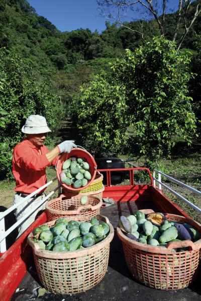 范振海今年的豐收,讓他成為「苗栗一號」最佳代言人。(林格立攝) 范振海今年的豐收,讓他成為「苗栗一號」最佳代言人。(林格立攝)