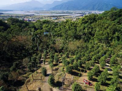 平地種植的苗栗一號、二號,產量高、採摘便利,可以增加農民的收成。 平地種植的苗栗一號、二號,產量高、採摘便利,可以增加農民的收成。