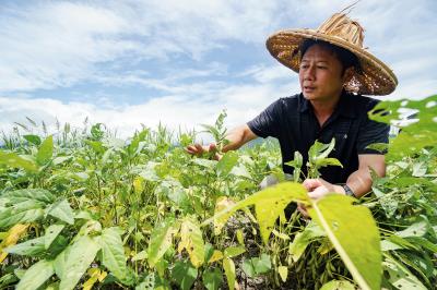 回家接班時是「負二代」的曾國旗,用水旱輪作,規模經濟走出困境。 回家接班時是「負二代」的曾國旗,用水旱輪作,規模經濟走出困境。