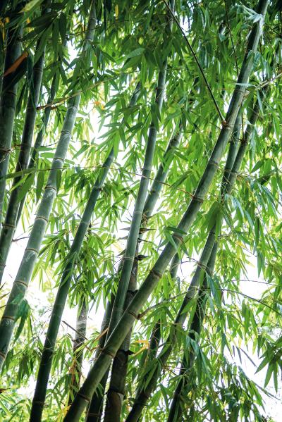 竹子最短三年即可成材,全株都能使用, 毫無浪費,被歐洲人譽為 「天堂來的植物」。 竹子最短三年即可成材,全株都能使用, 毫無浪費,被歐洲人譽為 「天堂來的植物」。