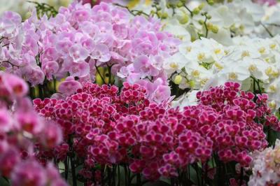 開花終年，花開全世界