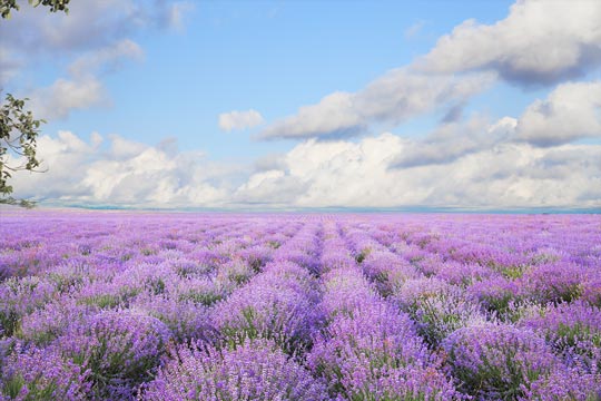 ȦUEڡE¡ Lavender: A Spice, Fragrance, and Medicine?