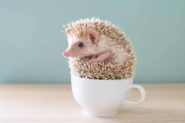 害羞的刺蝟球，這次讓我們來解開牠的神祕 Fun Facts about Hedgehogs