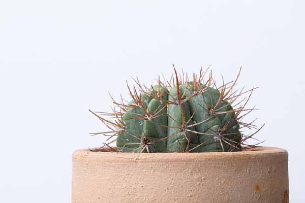 PHxiH׹qgܡH Can Cacti Block Harmful Radiation?