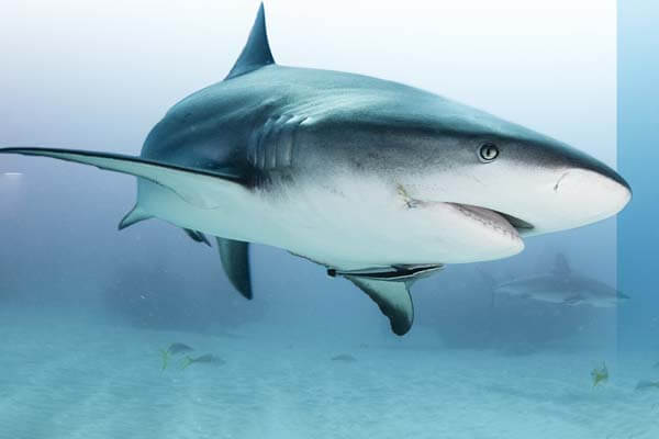 你所不知的鯊魚二三事 Fun and Fascinating Facts about Sharks