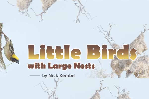 鳥界建築師 ── 群織雀 Little Birds with Large Nests 
