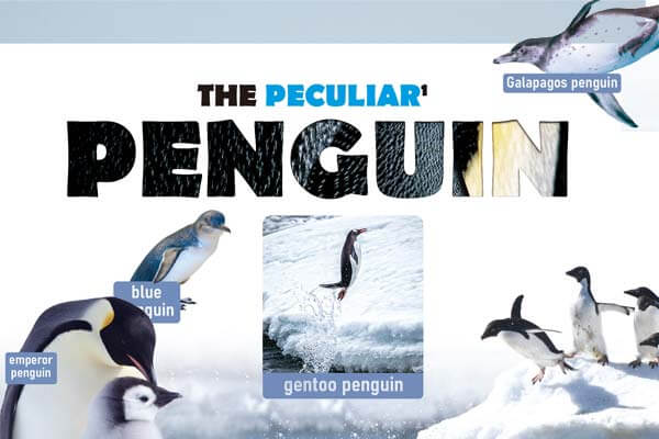 企鵝冷知識，你知道幾個？ The Peculiar Penguin”