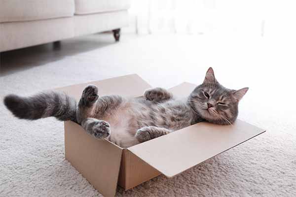 紙箱對喵星人的神奇吸引力 The Reasons Cats Love Cardboard Boxes 