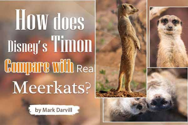 《獅子王》中丁滿的真實化身 ── 狐? How does Disney's Timon Compare with Real Meerkats?
