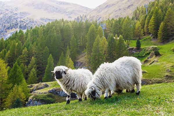 萌翻天！世上最可愛的羊來了 The Irresistible Cuteness of the Valais Blacknose Sheeps