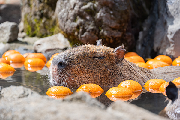 bޤbGʪɪ椧 Capybaras: The Gentle Giants of the Animal Kingdom