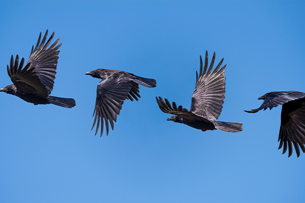 u~v˲ͪɤѤ~ The Cleverness of Cunning Crows