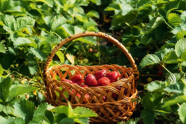 草莓其實不是莓 The Curious Case of Strawberries