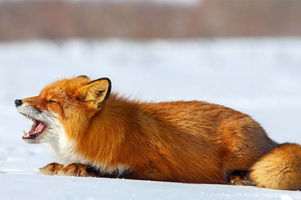 y⪰WӾaOayϳIH How Foxes Use the Earth's Magnetic Field for Hunting