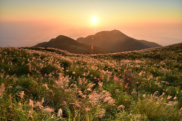 芒草季降臨！銀白花海夢幻來襲 Dive into the Waves of Silvergrass