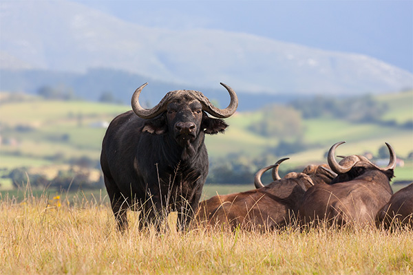 非洲水牛懂投票 牛牛的草原民主 African Buffalo: The Democratic Diners