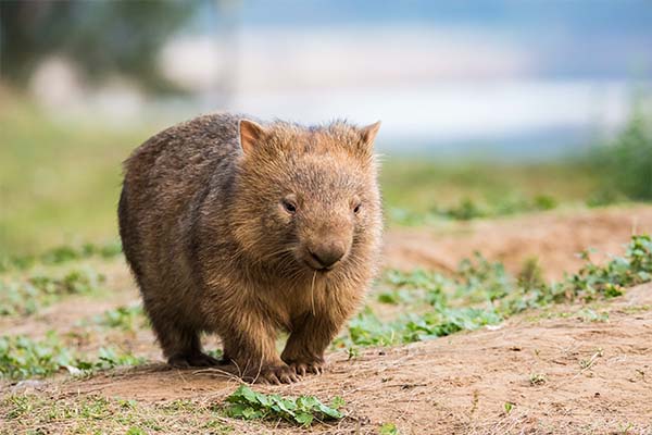 uUI𴵰Ȯq_u@ Tasmania: Land of Strange Jobs and Wombats