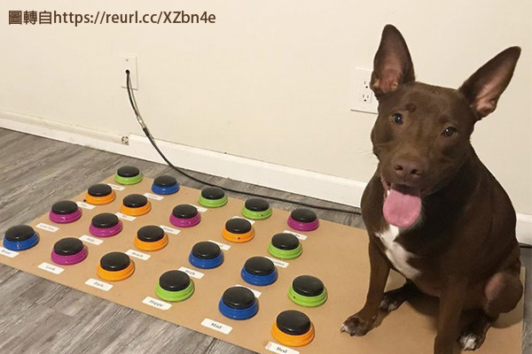 Pзsq qs}l Teaching Your Dog to Talk