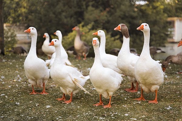 ZZĵöXʡA@HʡIGeese on Patrol: The Unlikely Security Stars