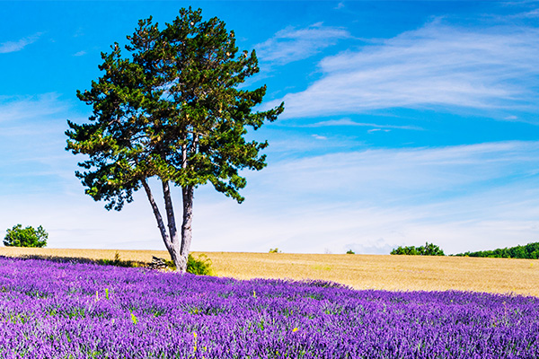 JWGùȦЦbMDͦsYellow in Provence: Lavender's New Look
