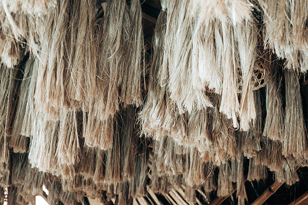從船纜到文件守護者 馬尼拉麻蕉的故事The Golden History of Manila Hemp