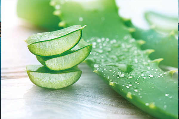超萬能的植物：蘆薈 Aloe Vera: The All-Purpose Plant