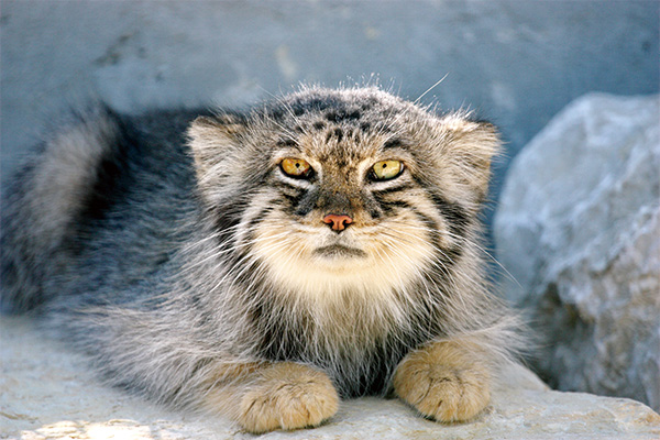 ~@߿ߡGެ The Grumpy Cat of the Wild: The Pallas's Cat