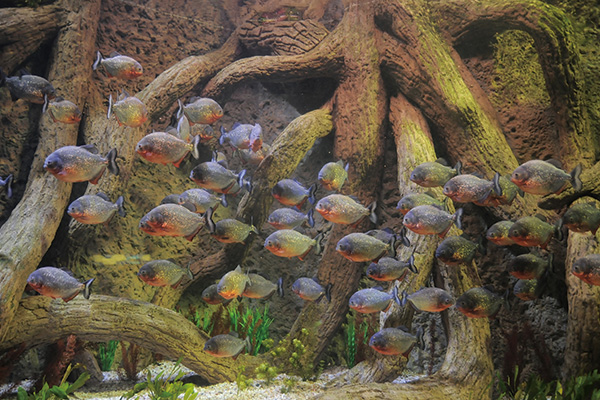 Ly|YHHHGڤȧA Predator or Prey?  The Untold Story of Piranhas