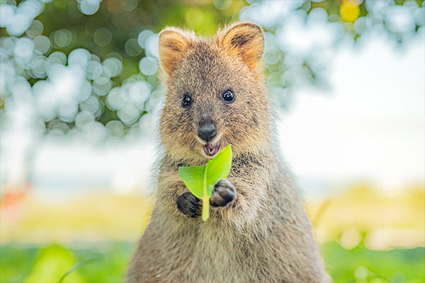 ùSqGaq٬OѰqH Rottnest Island: Rat's Nest or Paradise?