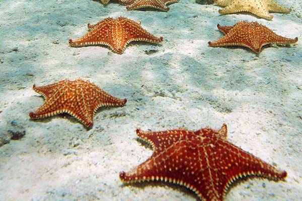�L�n���Y�ѡG����ܾE�p�������P�Ƭ��n�d The Silent Meltdown:  How Climate Change Is Turning Sea Stars to Goo