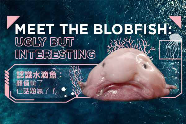 �{�Ѥ��w���G�C�ȿ�F�����DĹ�F�IMeet the Blobfish: Ugly but Interesting